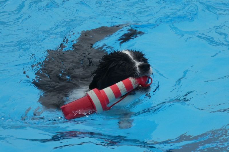 Zwemmen met je hond 2018